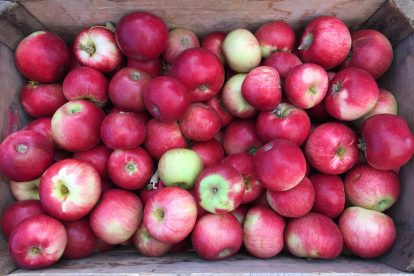 Apples in season